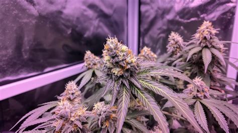 don mega strain|black banana x gmo strain.